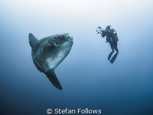 We Are Legion. Southern Ocean Sunfish - Mola ramsayi. Gil... by Stefan Follows 